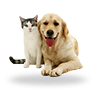 ANIMALES Y MASCOTAS